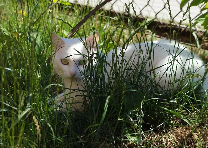 Гостевой дом Chill House Паланга